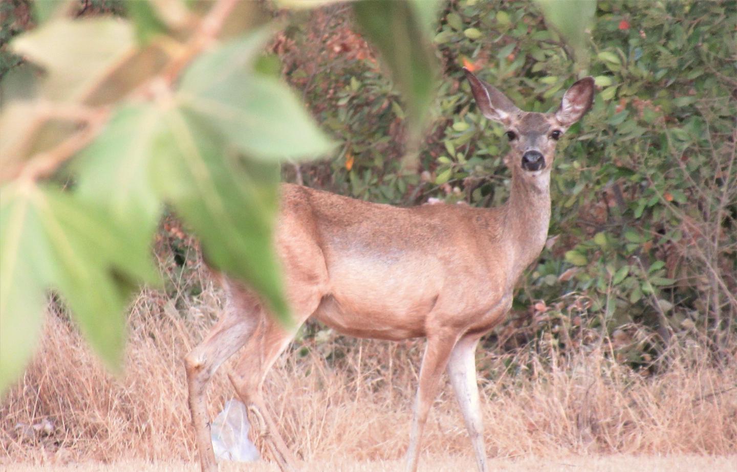 Lots of wildlife!See native wildlife species like deer at Valley Oak Recreation Area. 
