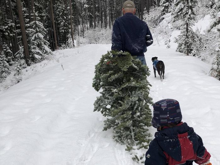 Preview photo of Custer Gallatin National Forest Christmas Tree Permit