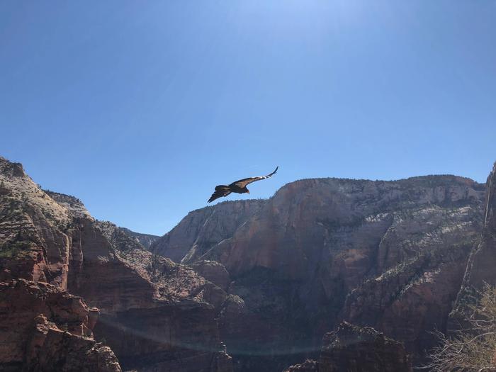View of a California Condor gliding above Zion’s canyon walls.Starting at Scouts Lookout, be on the lookout for a California Condor. Some of these endangered birds call Zion home. They have a 9.5 ft (3 m) wingspan; the largest land bird in North America.