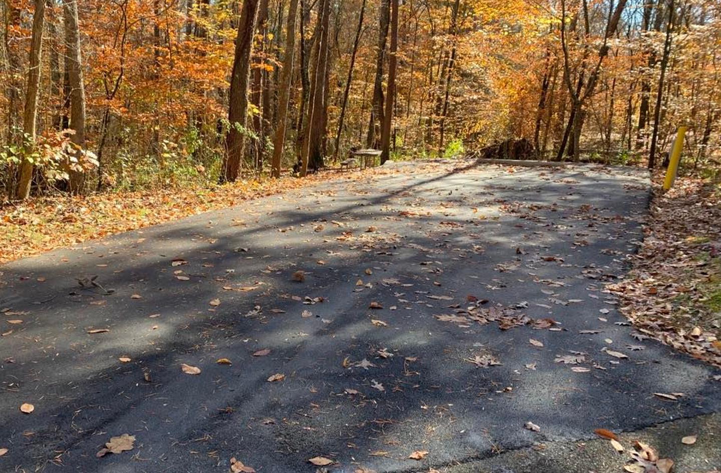 A blacktop surface with colorful leaves on the trees.C-7 has a fire ring and picnic table.