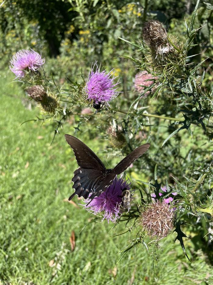 A photo of a butterfly on a flower outside the facility of Loft Mountain Campground