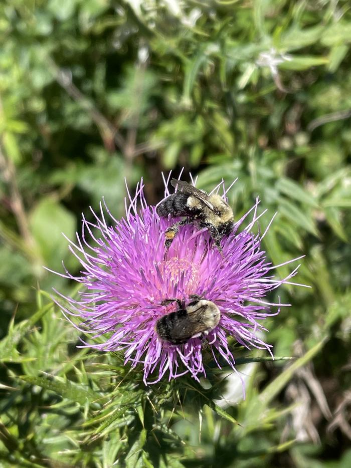 A photo of bees on a flower outside the facility at Loft Mountain Campground