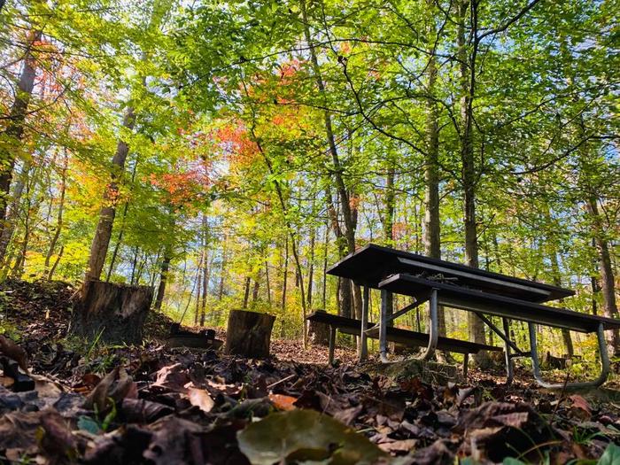 Brown leaves on the ground with wood laying around, colorful trees surrounding, and a picnic table to the right. Campsite with picnic table.
