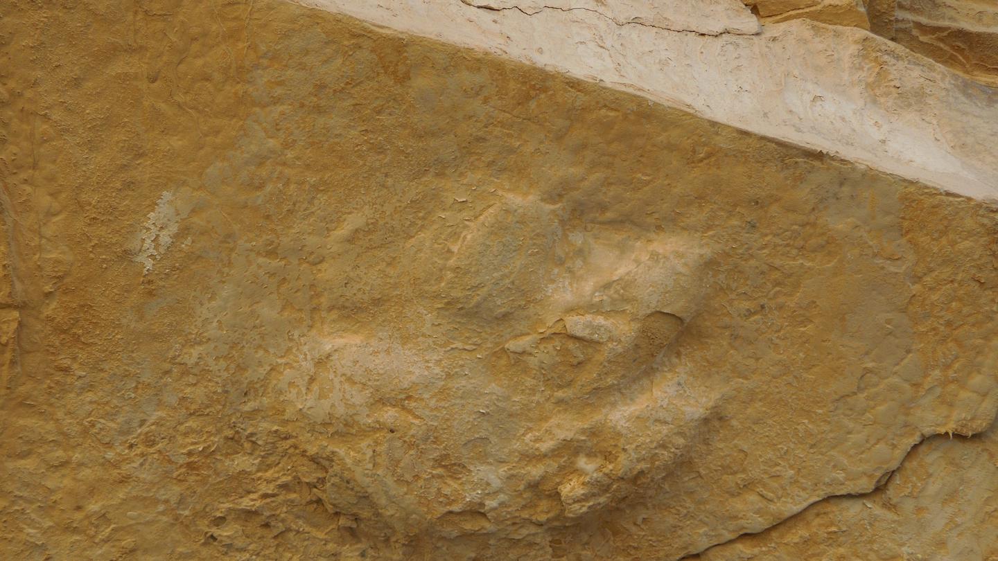Fossil Print Feline fossil print