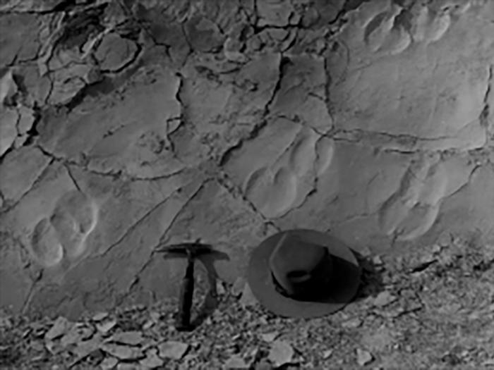 Fossils found in the "Barnyard"Black and white picture of fossils on rock surface and pickaxe with ranger hat in foreground 
