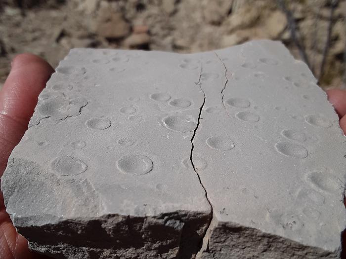 Water droplets preserved in Copper CanyonDivots in gray stone from preserved water droplets in Copper Canyon