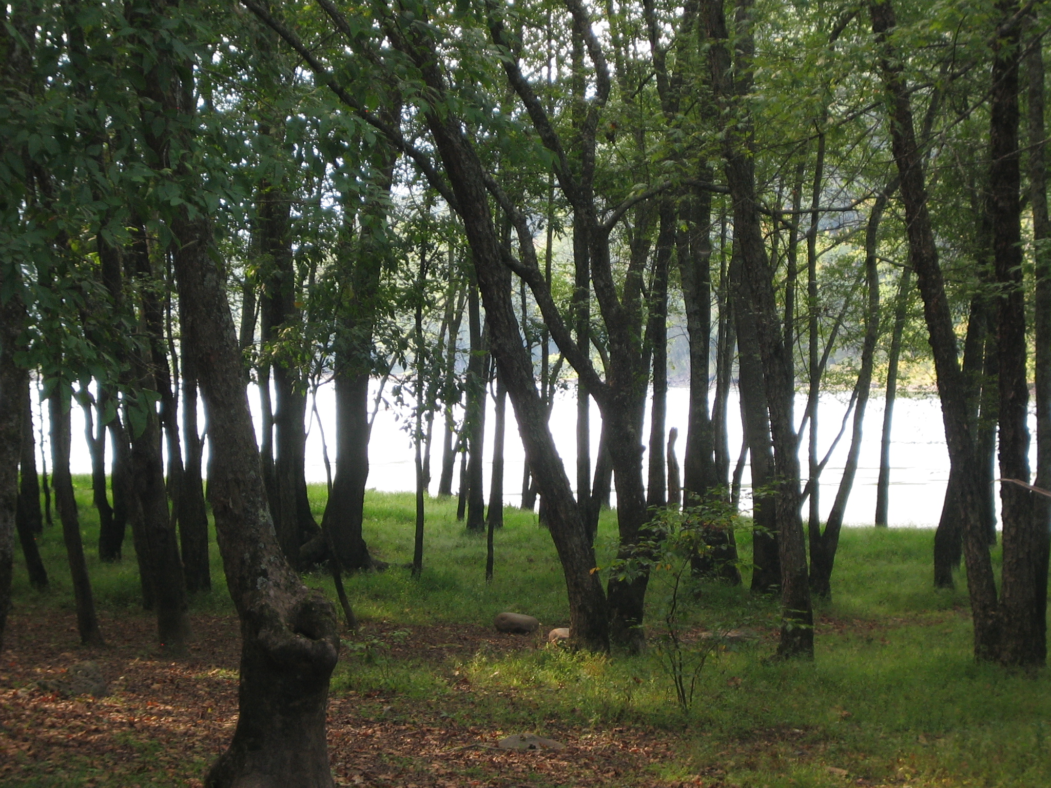 Glade Creek Campground