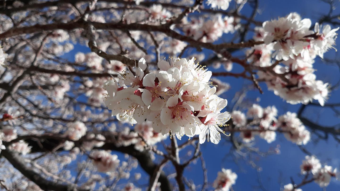 Closeup of white and pink apricot bloom with blue sky behindApricot bloom