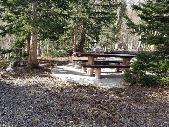 Picnic table under spruce treesSite #8