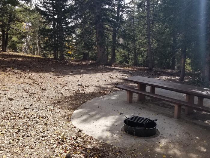 Picnic table and campfire ring under spruce treesSite #15