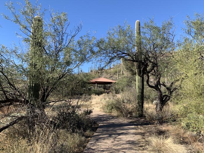 paved path with saguaros and mesquite  trees lining each side, ramada in the distancePaved path to Ramada 2, lined with endemic desert vegetation.