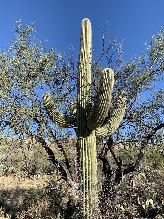 large saguaro against a bright blue skySaguaros everywhere!