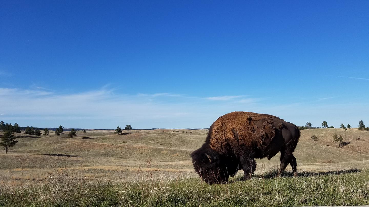 A large bison grazes in the foreground with a pale green prairie extending to the horizon Bison, elk, and prairie dogs are among the abundant wildlife that live in the park.