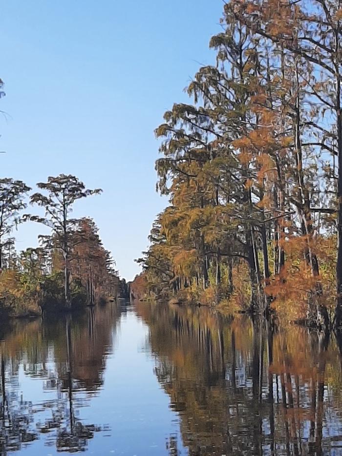 Photo of water reflecting cypress trees and blue sky