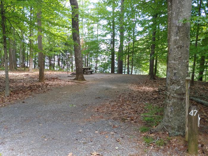 Parking area with camping pad and picnic table, fire ring and trees Campsite #47 Big Oak Loop 