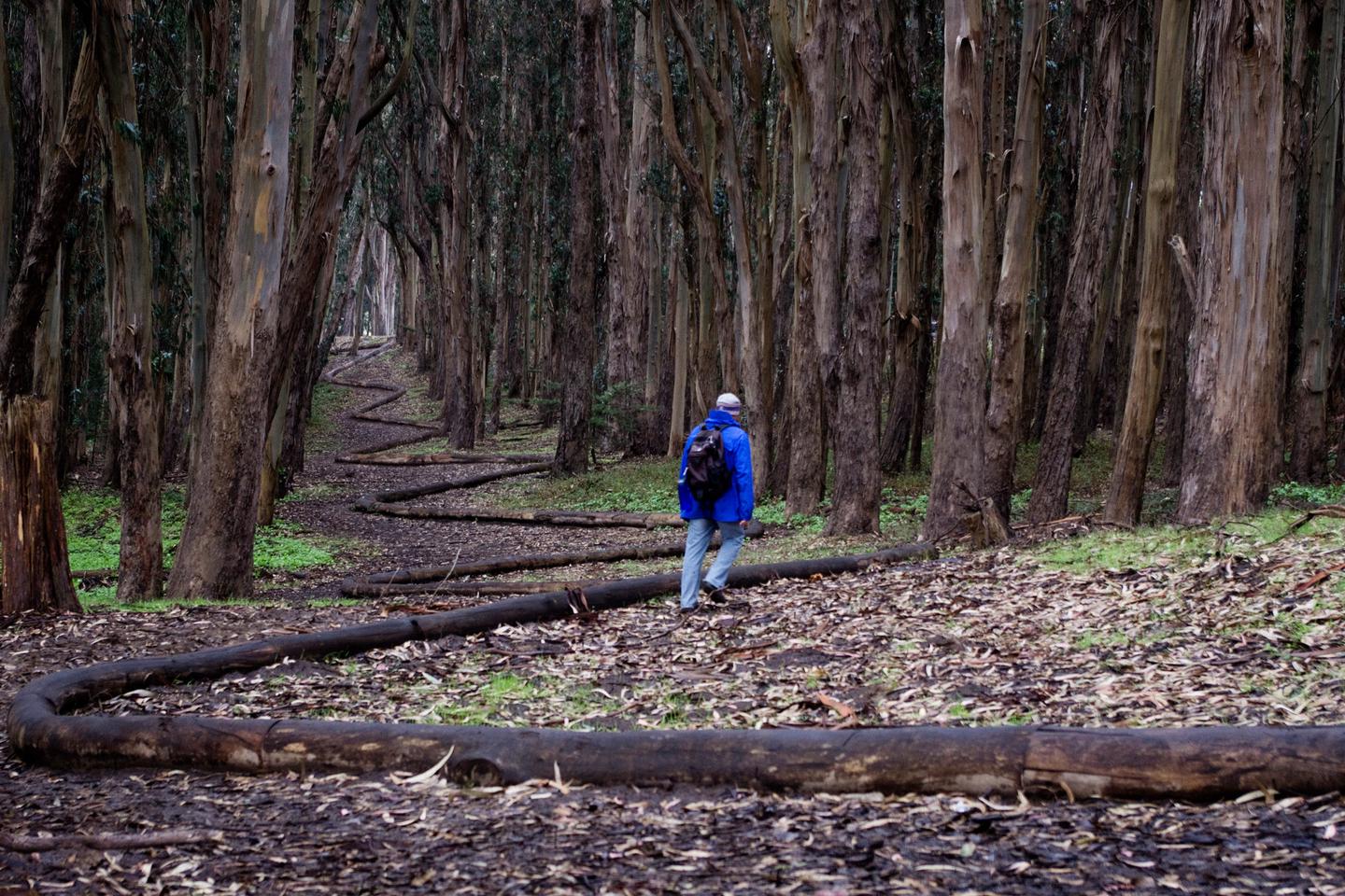 Person walking along zig-zagging wooden logs that are resting on the forest floor. A visitor walking along Andy Goldsworthy's Wood Line sculpture. Made up of eucalyptus branches sourced from various park projects that required tree removal, the sculpture is more than 1,200 feet in length.