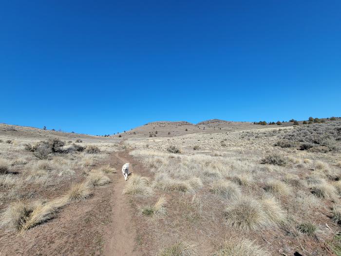 Trail dogA dog trots down a trail at the Klamath Hills Recreation Area.