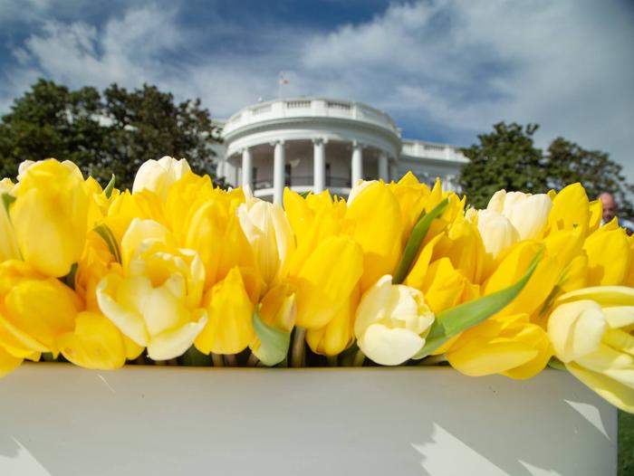 Yellow flowers displayed in front of the White House.Yellow flowers displayed in front of the White House. 