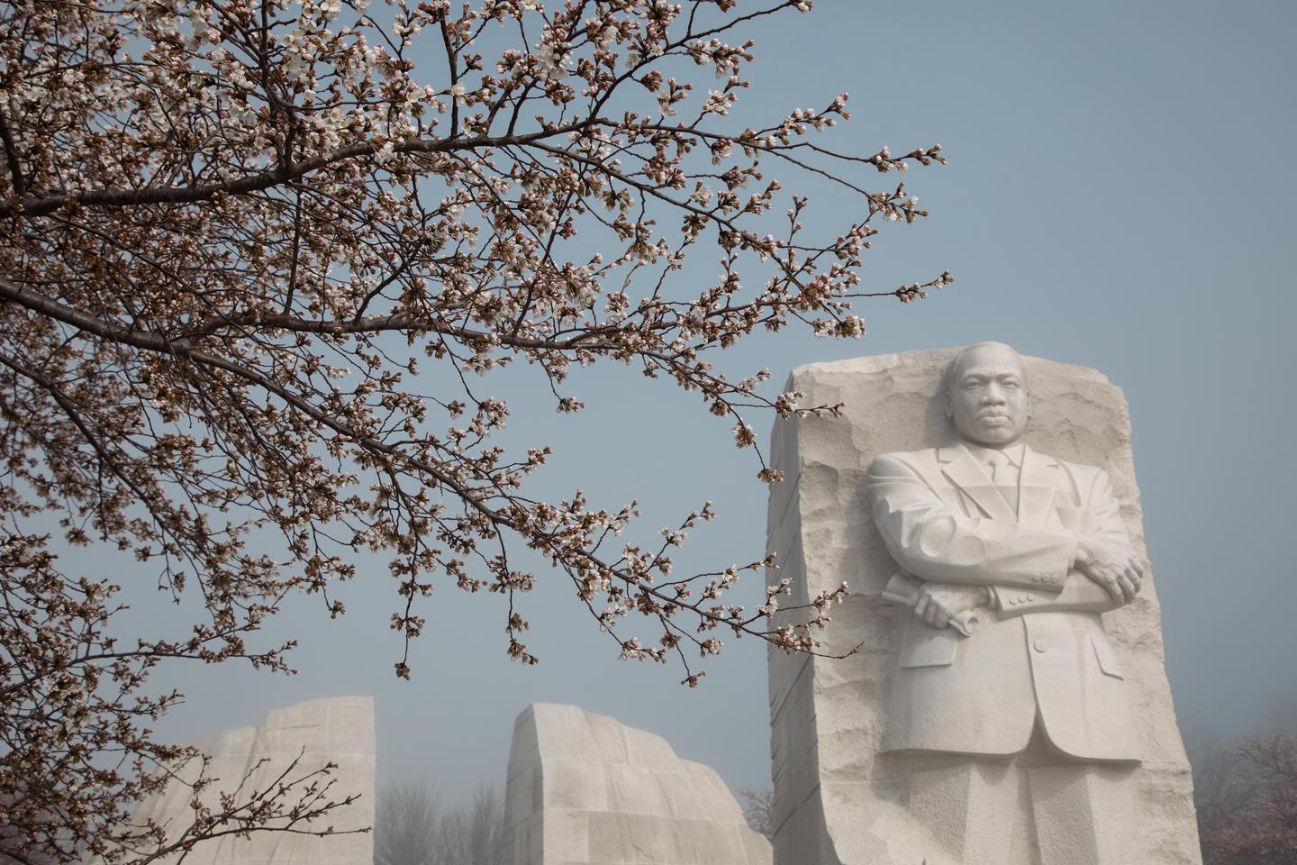 Cherry Blossoms at the Martin Luther King Jr. Memorial