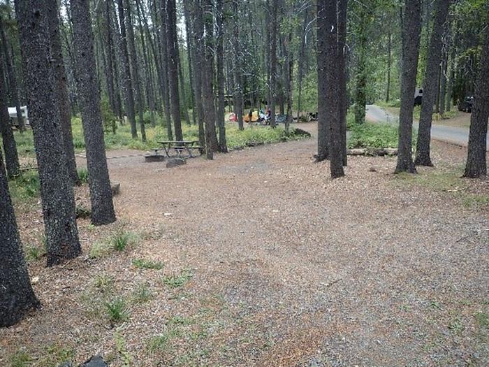Gravel driveway to a wooded campsite.