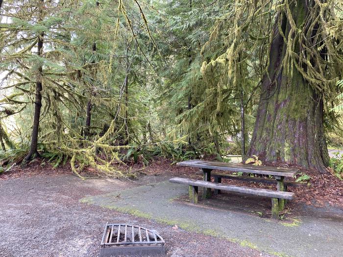 A photo of Site 015 of Loop Willaby at WILLABY CAMPGROUND with Picnic Table, Fire Pit, Tent Pad