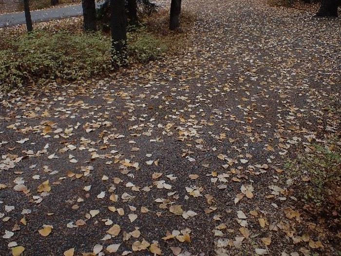 Bare, gravel driveway in wooded campground.