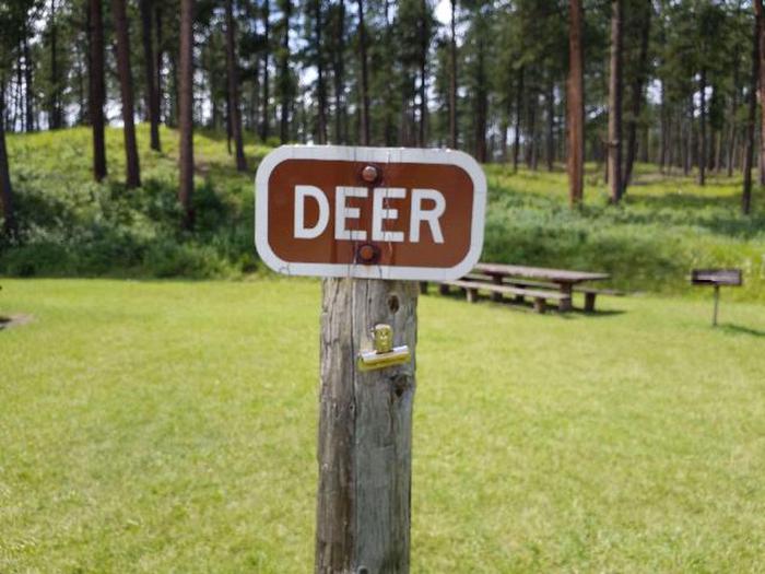Deer Camp SiteSheridan Group Campground