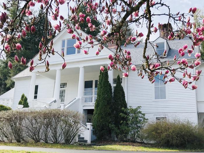 An image of a white house with a pink flowering treeSandburg Home Tours