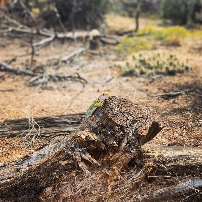 Collared lizard on a tree stump within Gunnison Gorge Wilderness