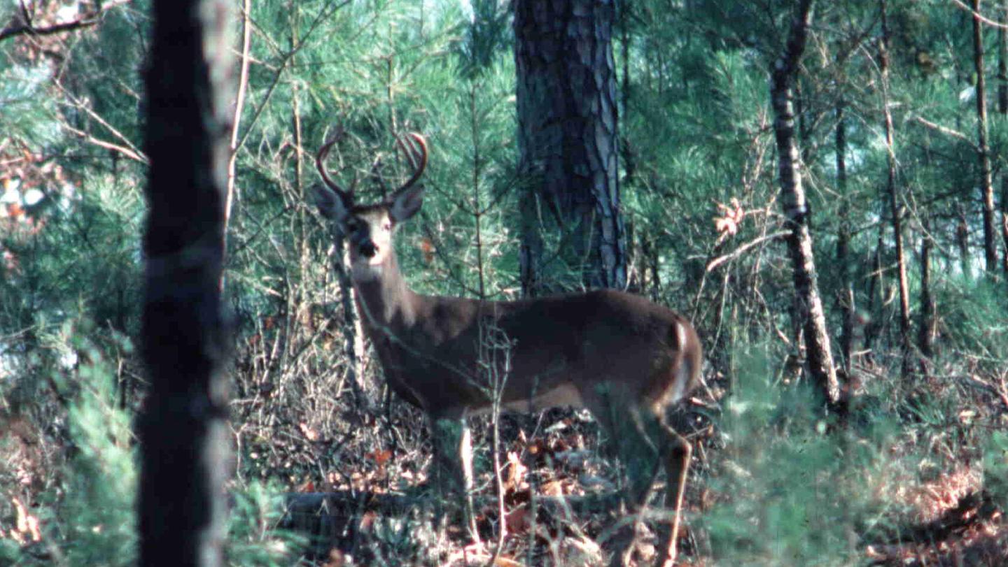 A male deer (buck) spotted at Allatoona Lake