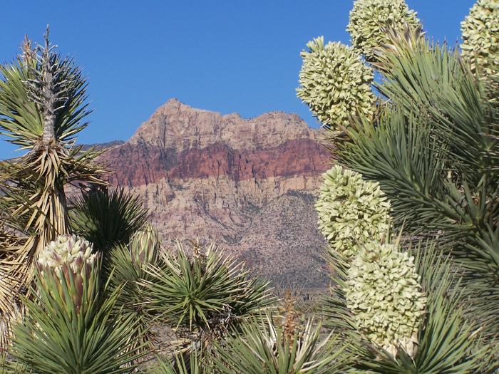 Joshua Trees and Bridge MountainBeautiful spring day with a Mojave Desert keystone species the Joshua Tree (Yucca brevifolia).
