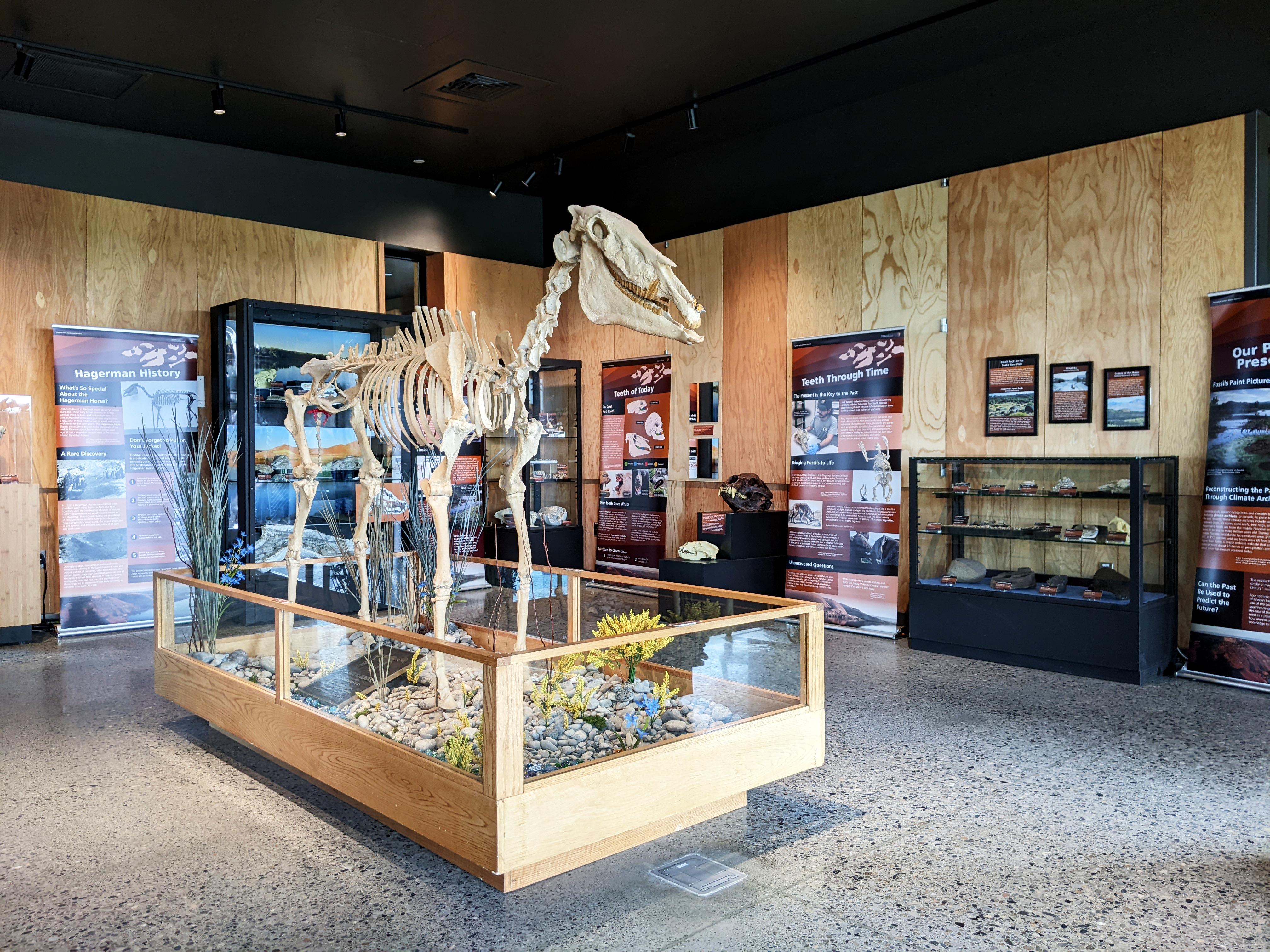 Fossil Exhibits at the Thousand Springs Visitor Center