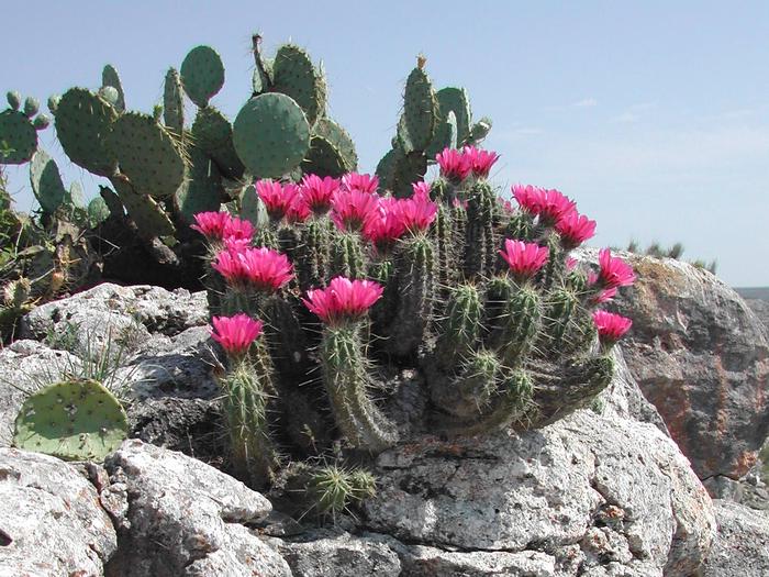 Amistad National Recreation AreaCactus blooming 