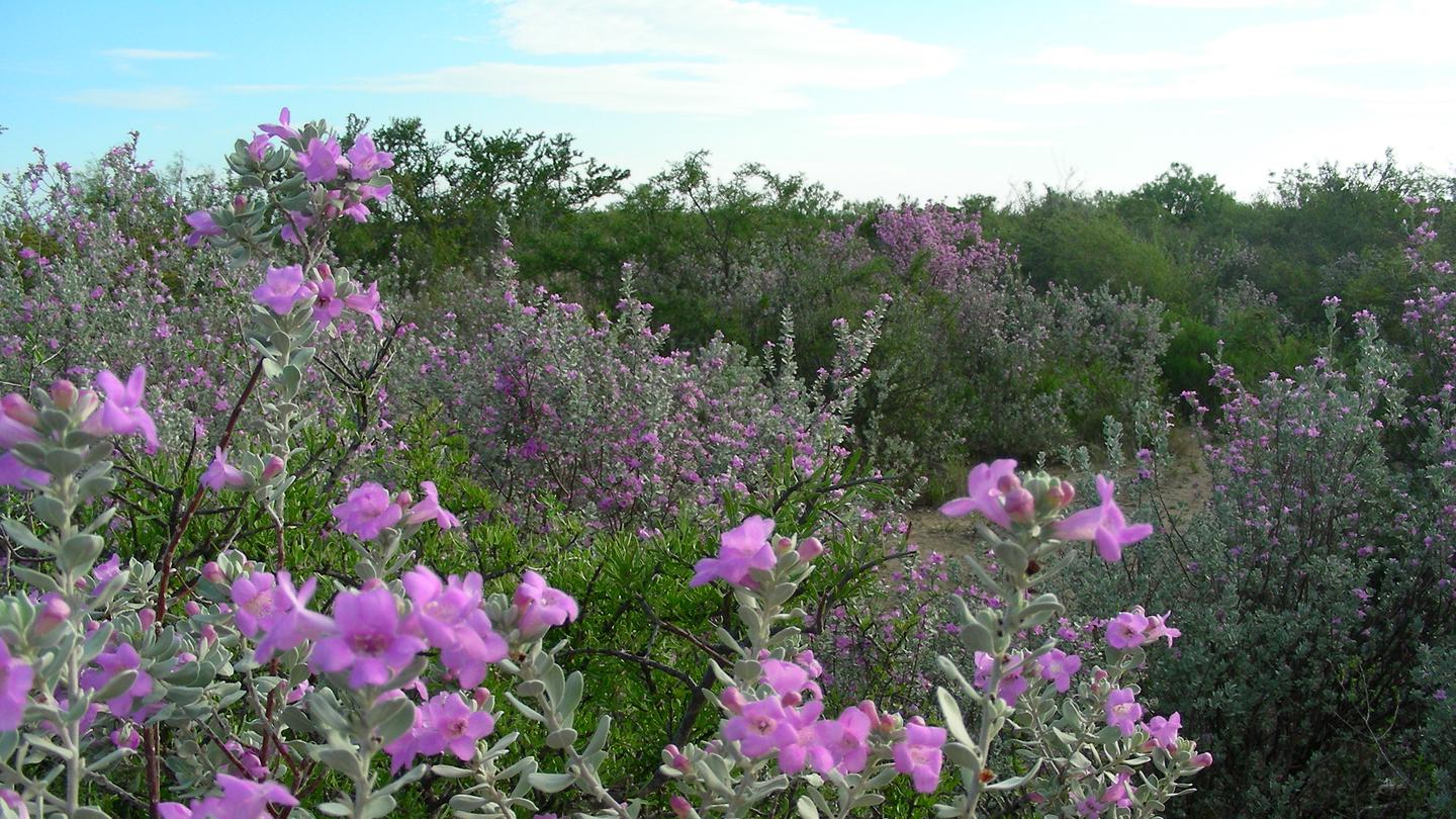 Amistad National Recreation AreaCeniza blooming