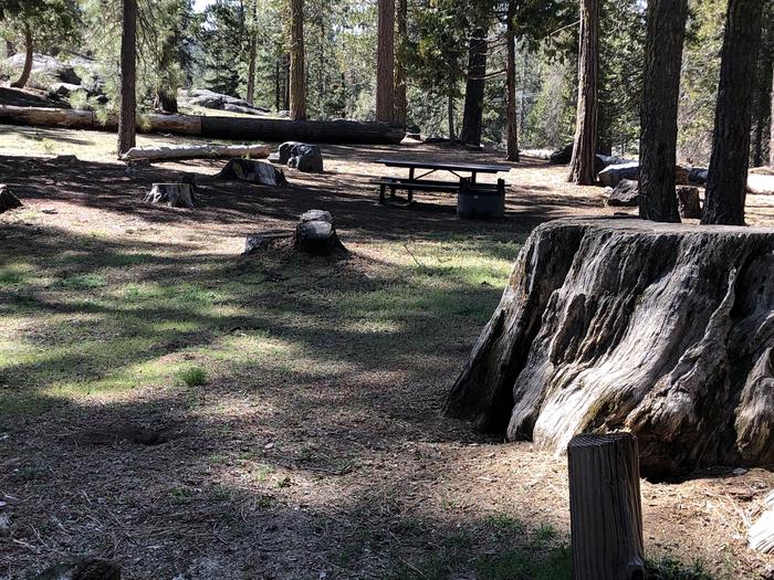 Dnkey Creek site #8 picnic table, fir pit 