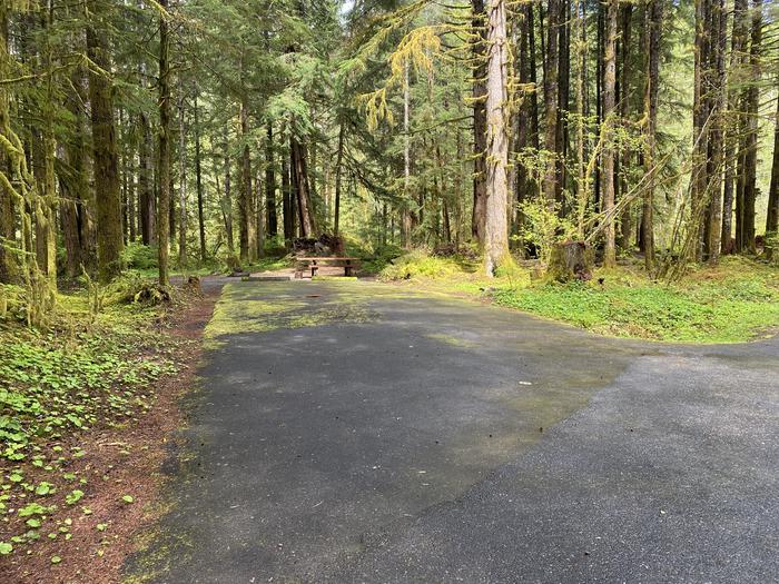 A photo of Site 008 of Loop LOOP A at COHO CAMPGROUND with No Amenities Shown