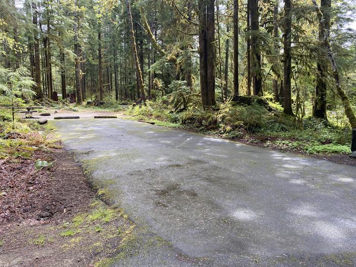 A photo of Site 007 of Loop LOOP A at COHO CAMPGROUND with No Amenities Shown