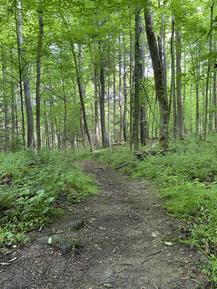 Color photo of an earthen trail winding through a green forest. Burnwood trail offers an easy 1.2 mile walk though a shaded forest, once the home site of the Laing family.