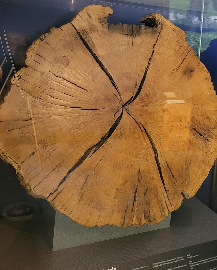 Cross section of Boundary Oak TreeIn 1808 this white oak tree marked one corner of the property. This tree, located less than 150 yards from the family cabin, was thought to be 25 to 30 years old at the time of Abraham Lincoln's birth. The tree died in 1976.