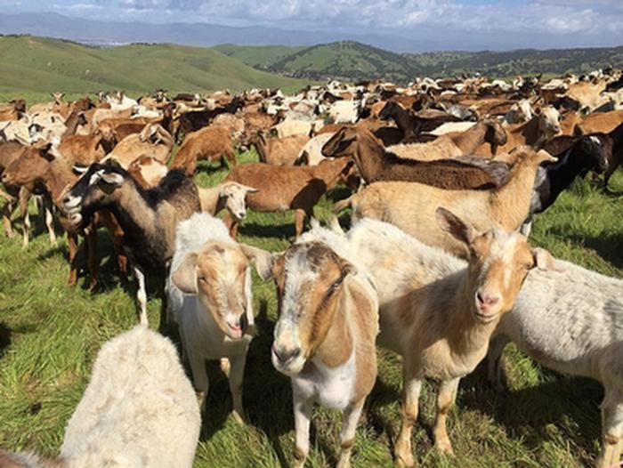  Goats at Help Reduce Fuel LoadsGoats graze on the tall grass at Fort Ord to help reduce fuel loads, slow shrub encroachment and decrease some of the invasive plants.