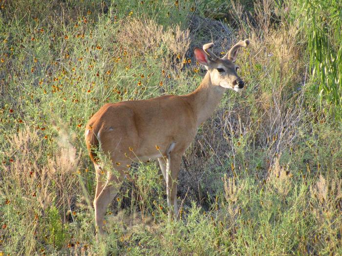 Preview photo of Lake Georgetown Archery Deer Hunt Permits