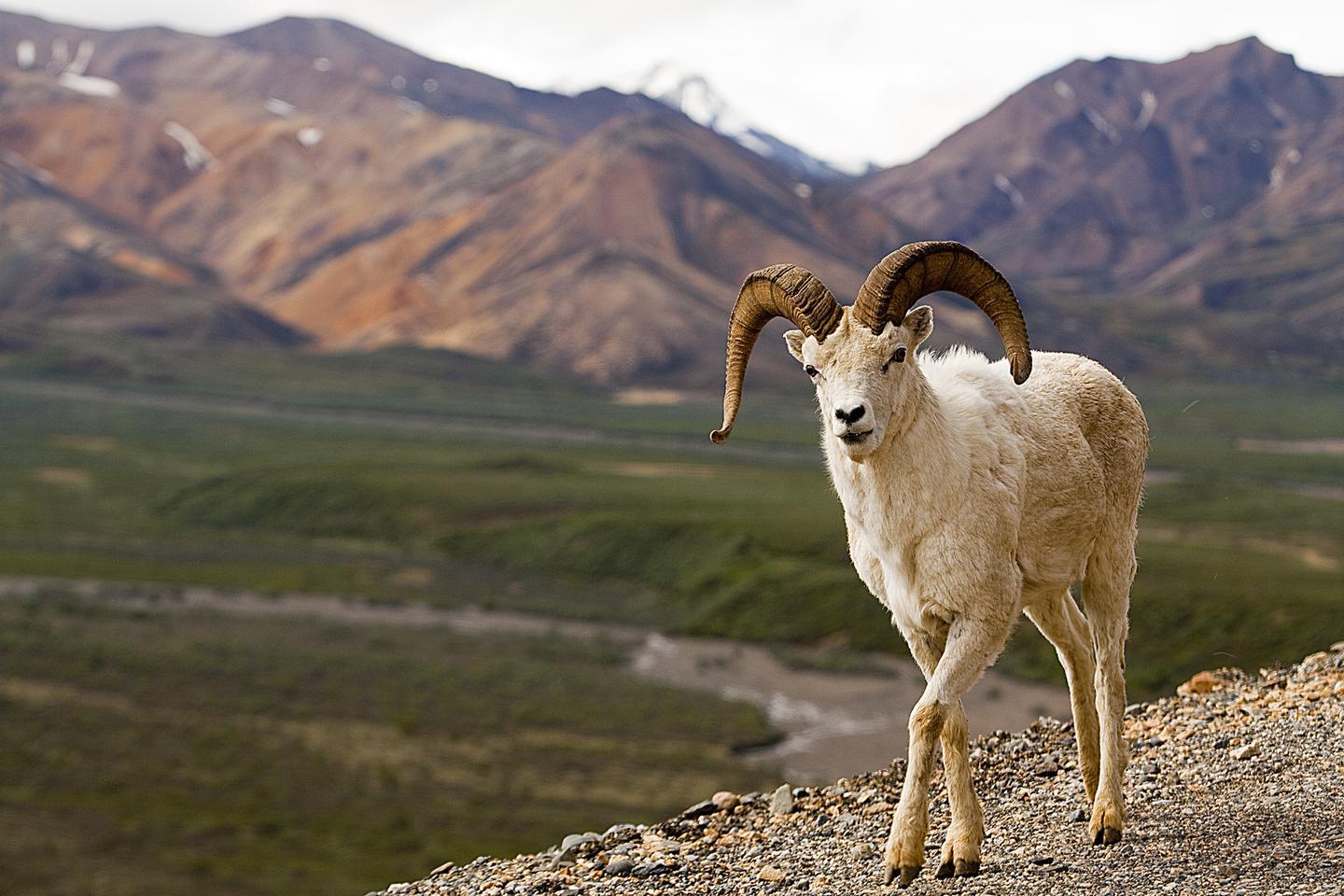 Dall SheepCongress originally created Denali National Park (called Mount McKinley National Park, at the time) to protect wildlife, particularly Dall sheep