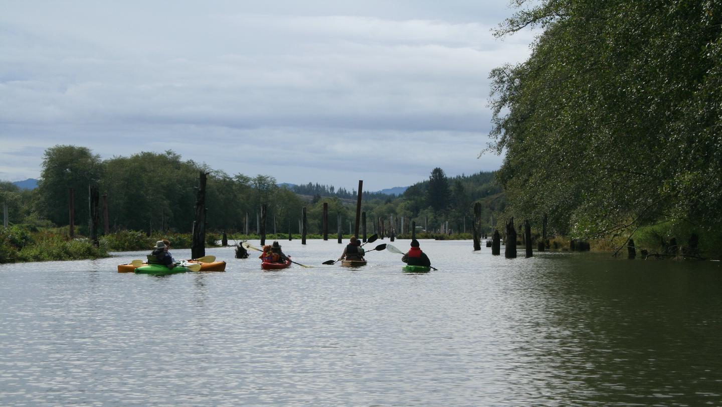 Six kayaks on a river lined with trees.Kayaking on the Lewis and Clark River