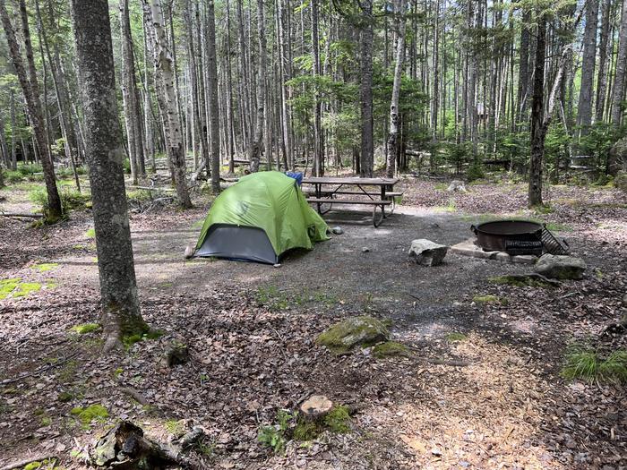 site D25 with a small tent and a view of the woods