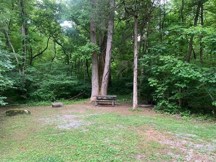 A green grass area with tall trees, a brown circle fire ring, and a brown picnic table.D-31 camping space.