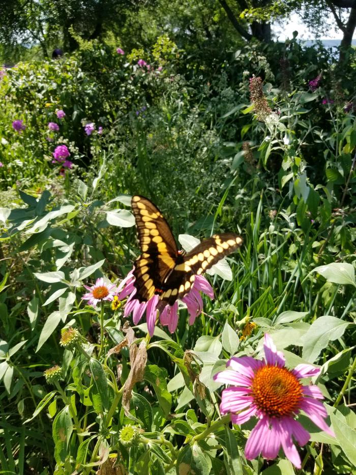 Butterfly and Coneflower in Overlook ParkOverlook Park features an active and well maintained butterfly garden