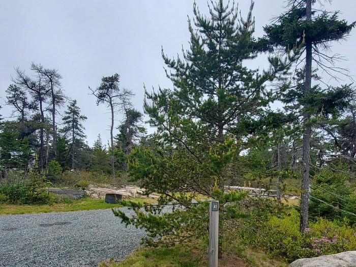 A photo of Site A01 of Loop A-Loop at Schoodic Woods Campground with Picnic Table, Electricity Hookup, Fire Pit, Water Hookup