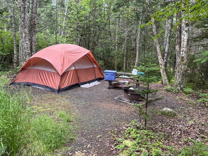 Site D58 with a six person tent