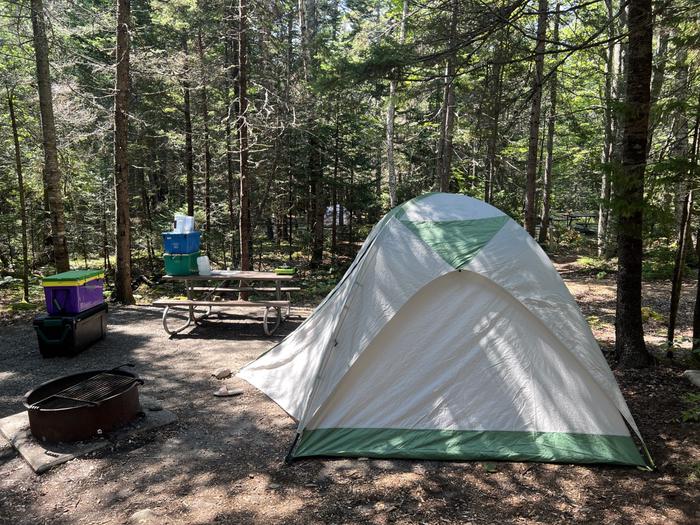 Site D48 with a 4 person tent