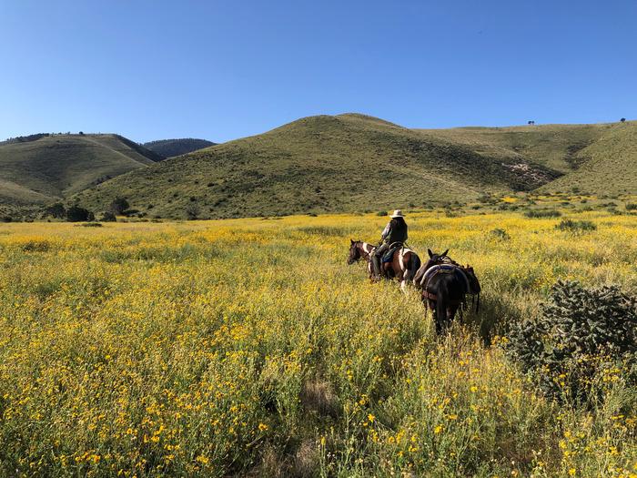 Mules and a rider travel through a field of wildflowers in a desert mountain valleyA rider and mules travel through a valley on the Marcus Trail.